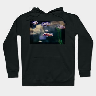 Aulonocara species ‘OB Peacock’ cichlids Hoodie